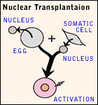 Nuclear transfer