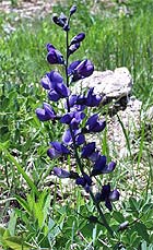 Baptisia australis var. minor