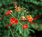 Red Bird of Paradise