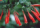 Firecracker Vine